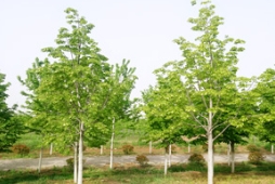 小规格进口椴树的栽植与养护管理
