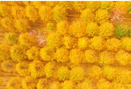 「赏秋专题」十一黄金周还没定行程的看过来！