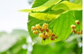 浓浓绿荫的美洲椴