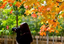 「赏秋专题」不入草莓视频入口在线观看，怎知秋色如许？