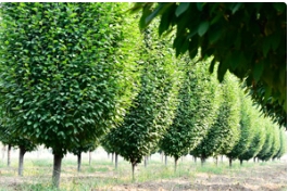 有人问我鹅耳枥在泰安长的怎么样，我想用这几张照片来说明情况