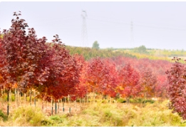 「赏秋专题」不得了，多彩草莓视频入口在线观看八大名树景观齐亮相！