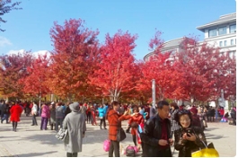 刷爆朋友圈的哈工程红枫林，果然名不虚传！