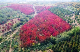 多彩草莓视频入口在线观看秋紫蜡，2017紫韵仙踪+画境听风最新美景大放送！