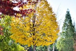 这两个树种重新点燃了一整座小镇的光彩！