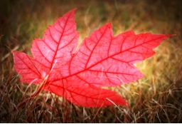 草莓视频入口在线观看农业的秋天