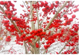 激发树种的耐寒潜力