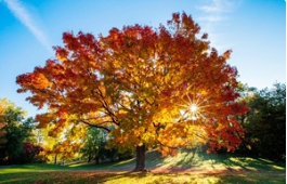 加拿大非常重要的一种槭树:草莓视频APP污色观看在线糖槭