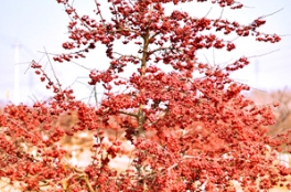 盘点草莓视频入口在线观看苗木中的五大“冬景树”