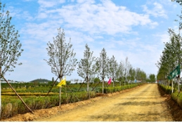 园林绿化施工质量问题不能忽视