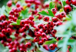 春花烂漫冬果惊艳的景观小乔木：草莓视频APP污色观看在线山楂