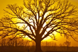 有神树之姿的树种：大果栎