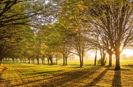 盘点全球知名度最高的四种鹅耳枥