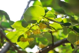 4公分的银毛椴，为什么全天下都买不到？