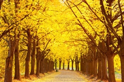 世界五大行道树'战力'大PK，看看谁抗打！