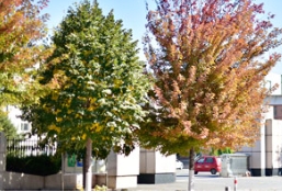 今春—银毛椴，正迎来重大商机！