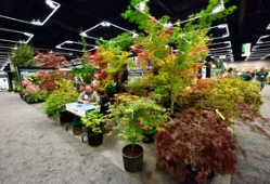 苗木展核心还是苗木！