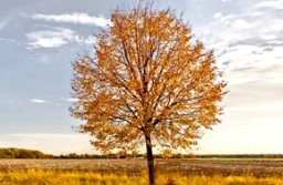 看，这就是金桐力！