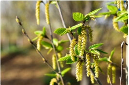 草莓视频入口在线观看泰安基地的四种树