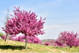 燕 园 寻 花 · 海 棠 迎 夏