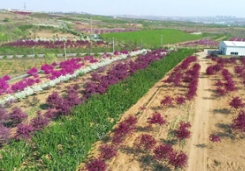 草莓视频入口在线观看海棠赏花节盛大启幕