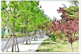 大连白云雁水公园的金桐力大道