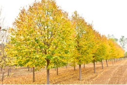 你的苗木，凭什么卖这么贵