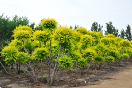 关于柴火苗和精品苗的论述（完整版）