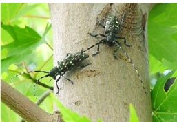 保护我方美国红枫，对抗虫害光肩星天牛！