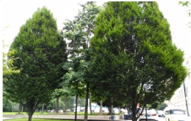 欧洲鹅耳枥在上海的表现怎么样？