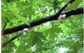 【草莓视频入口在线观看售后】红枫枝条上长棉花了？这是吹绵蚧壳虫！