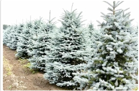 浅谈科罗拉多蓝杉的整形修剪