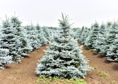 科罗拉多蓝杉设计素材分享