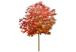 美国秋紫蜡设计素材分享