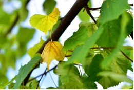 盛夏，欧洲小叶椴黄叶焦边，怎么破？