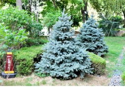 图说庭院中的蓝杉和景区中的蓝杉