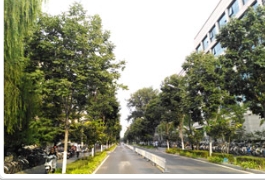 清华大学的秋紫蜡，三年时间换新颜！