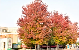 美国红枫变色了！