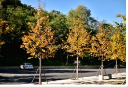 这里的金桐力变色效果不比国外差！