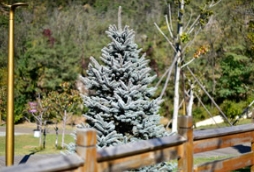 如此晶莹剔透的蓝杉啊，怎么可能不珍贵！