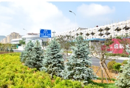 这一树种让人百米开外眼前一亮！