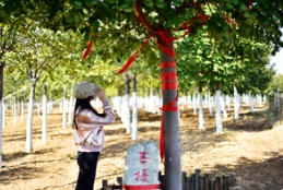 在多彩草莓视频入口在线观看「菩提树王」下品味时光