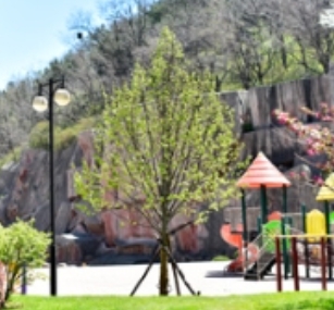 提高移栽落叶乔木成活率的技术措施